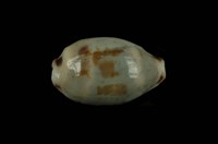 藏品(大熊寶螺)的圖片